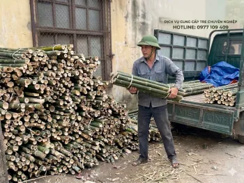 Bán Cọc Tre Tại Hà Nội Báo giá mới cập nhật