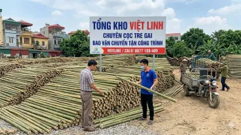 Bán Cọc Tre Tại Vĩnh Tuy Chất Lượng Cáo, Giá Tận Bãi | Việt Linh