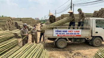 Báo Giá Cọc Tre Tại Đông Anh Mới Nhất | Việt Linh - Giá Tận Bãi