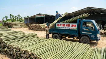 Báo Giá Cọc Tre Tại Hòa Lạc Mới Nhất | Việt Linh - Giá Tận Gốc
