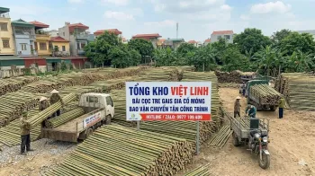 Báo Giá Cọc Tre Tại Ngọc Hồi Mới Nhất | Việt Linh - Giá Tận Gốc