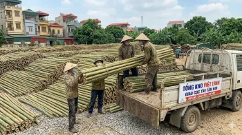 Báo Giá Cọc Tre Tại Phú Diễn Mới Nhất | Việt Linh - Uy Tín Số 1