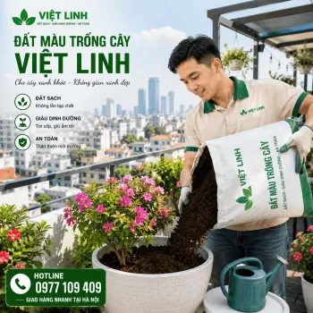 Báo Giá Đất Màu Trồng Cây Tại Kim Liên Mới Nhất 2026 | Việt Linh