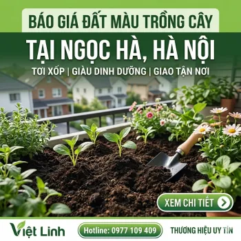 Báo giá Đất Màu Trồng Cây tại Ngọc Hà | Tơi Xốp, Giàu Dinh Dưỡng | Việt Linh