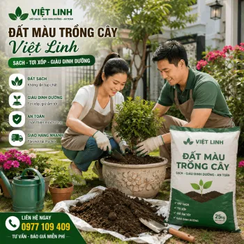 Báo Giá Đất Màu Trồng Cây Tại Ô Chợ Dừa Mới Nhất 2026 | Việt Linh