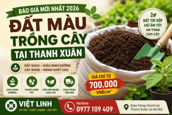 Báo Giá Đất Màu Trồng Cây Tại Thanh Xuân Mới Nhất 2026 | Đóng bao tận nơi