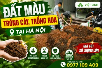 Đất Màu Trồng Cây, Trồng Hoa Tại Hà Nội Giá Tốt | Việt Linh
